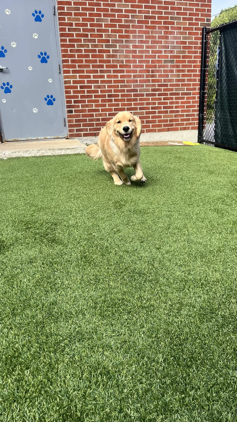 A golden dog running toward the camera in the Seaside outdoor play area