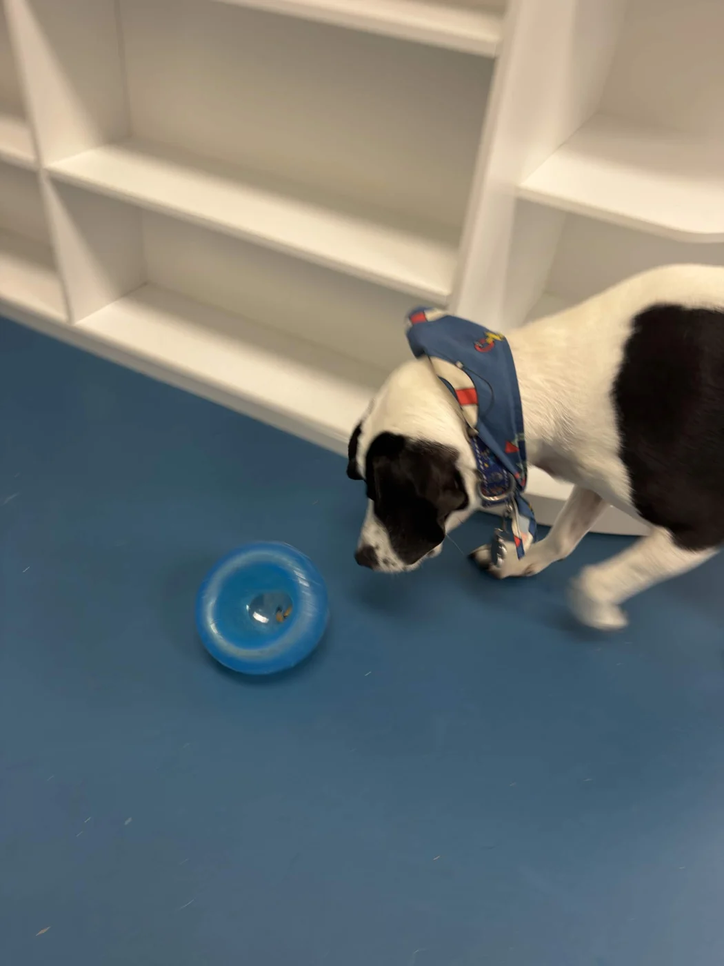 A black and white dog wearing a blue bandana sniffing a blue enrichment toy at Seaside