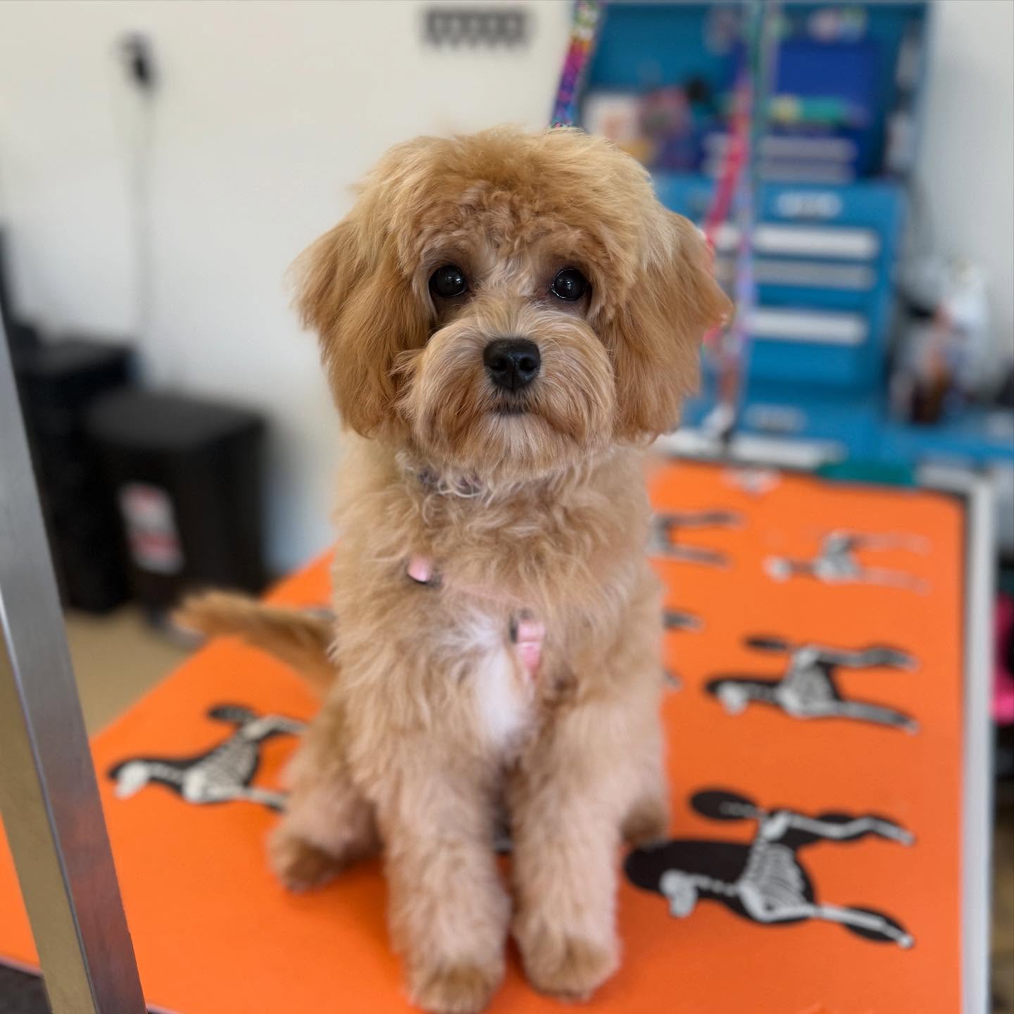 Grooming services at Seaside Resort & Spa